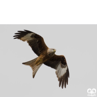 گونه کورکور سیاه Black Kite